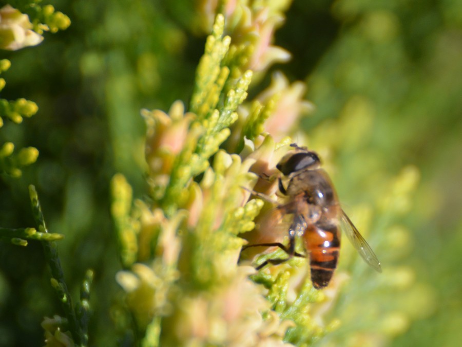 Sisfide Eristalis tenax? Su tuia orientale